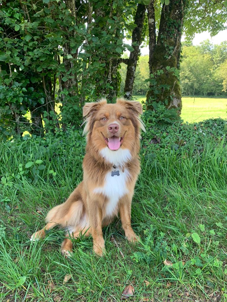 Photo de Togo, le chien de Florian